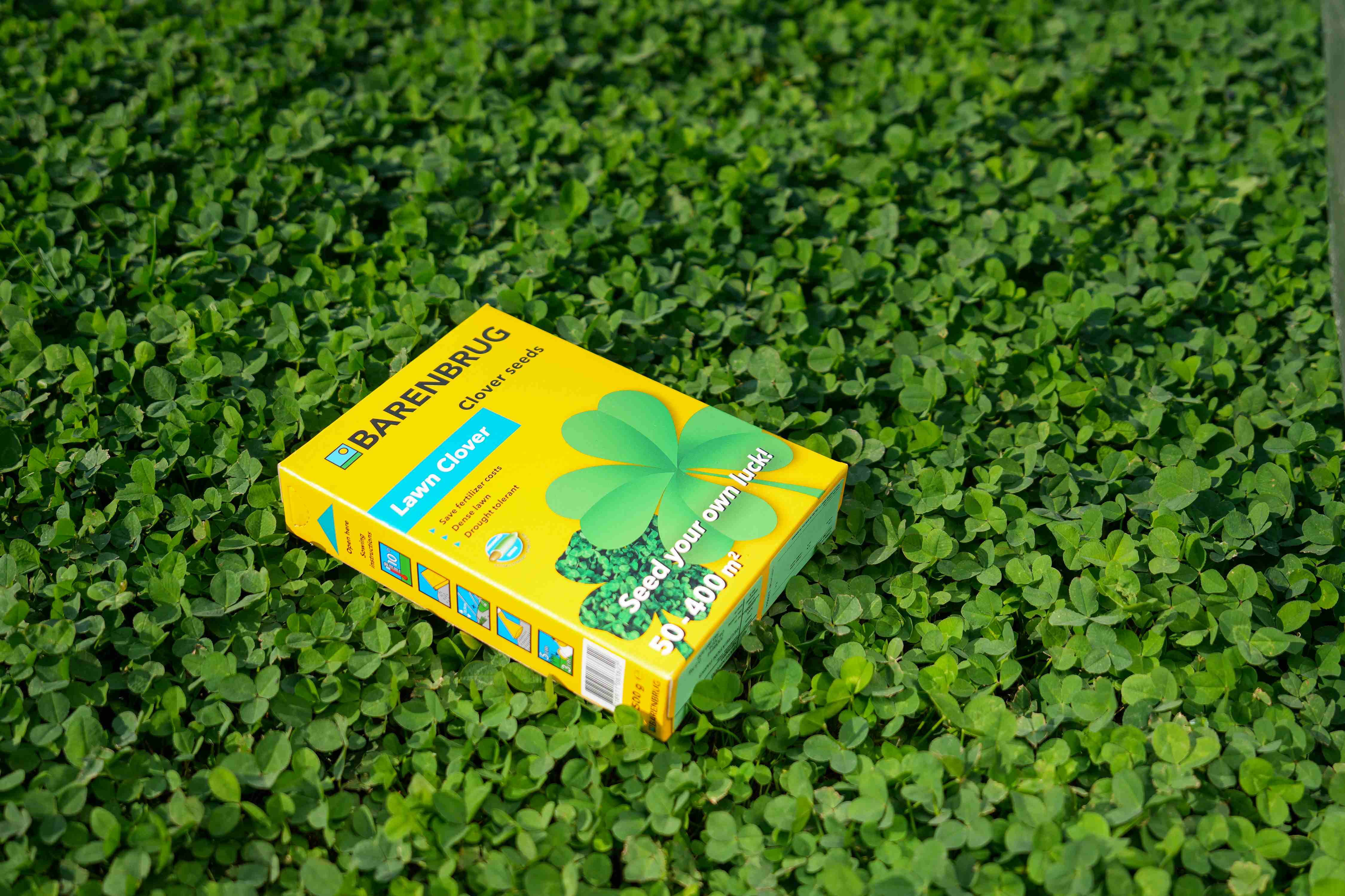 Lawn Clover 1.jpg